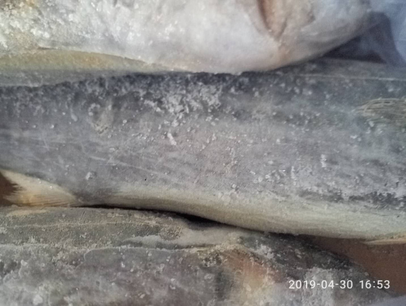 鲅鱼各种规格大量批发需要联系