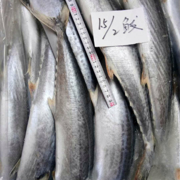 鲅鱼各种规格大量批发需要联系