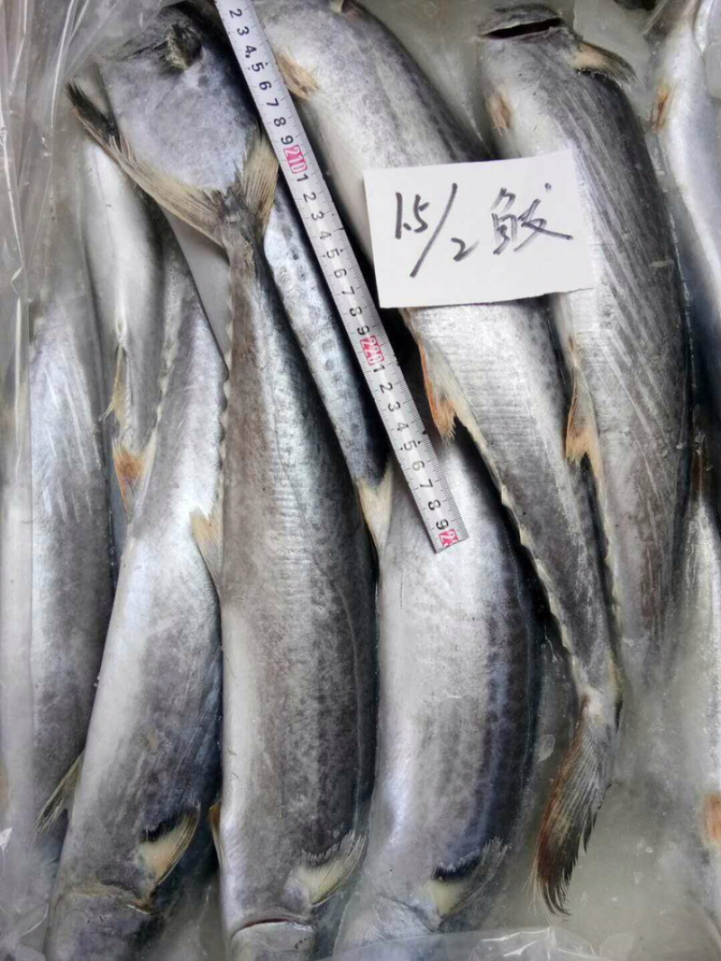 鲅鱼各种规格大量批发需要联系