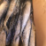 鲅鱼各种规格大量批发需要联系