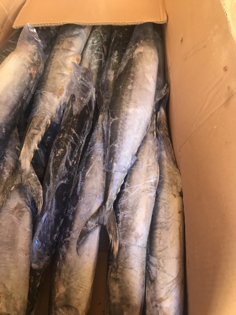 鲅鱼各种规格大量批发需要联系