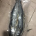 鲅鱼各种规格大量批发需要联系