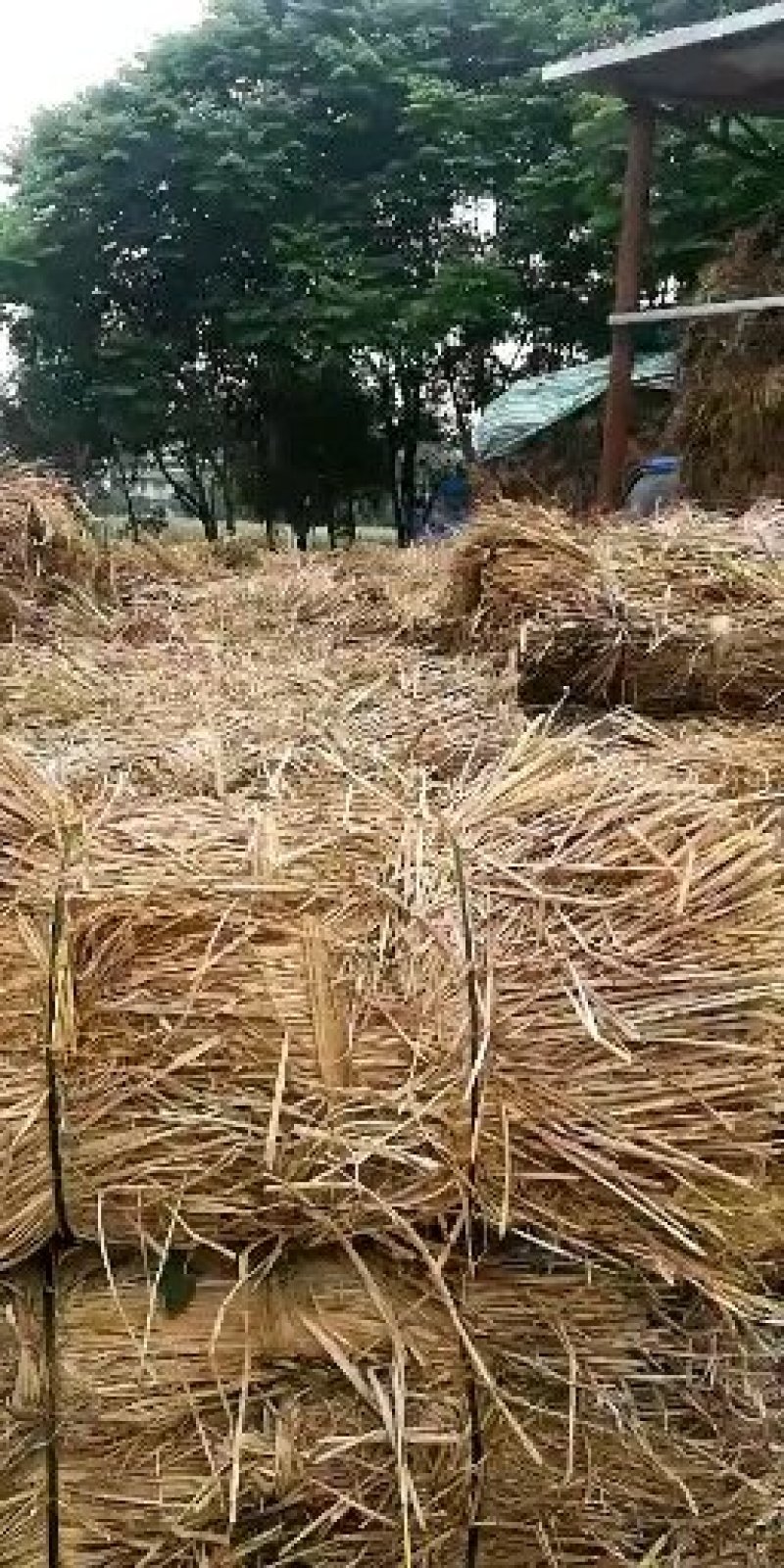 干稻草贵州找合伙人谷草