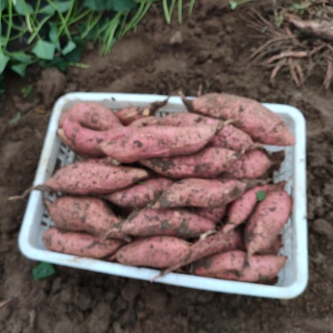 潍坊烟薯25农户自产自销高岭沙土地种植蜜薯