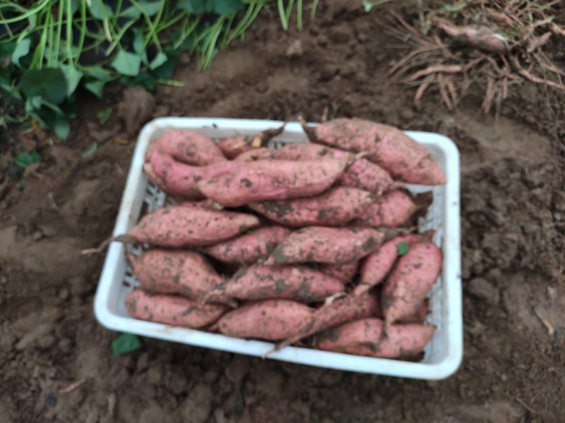 潍坊烟薯25农户自产自销高岭沙土地种植蜜薯