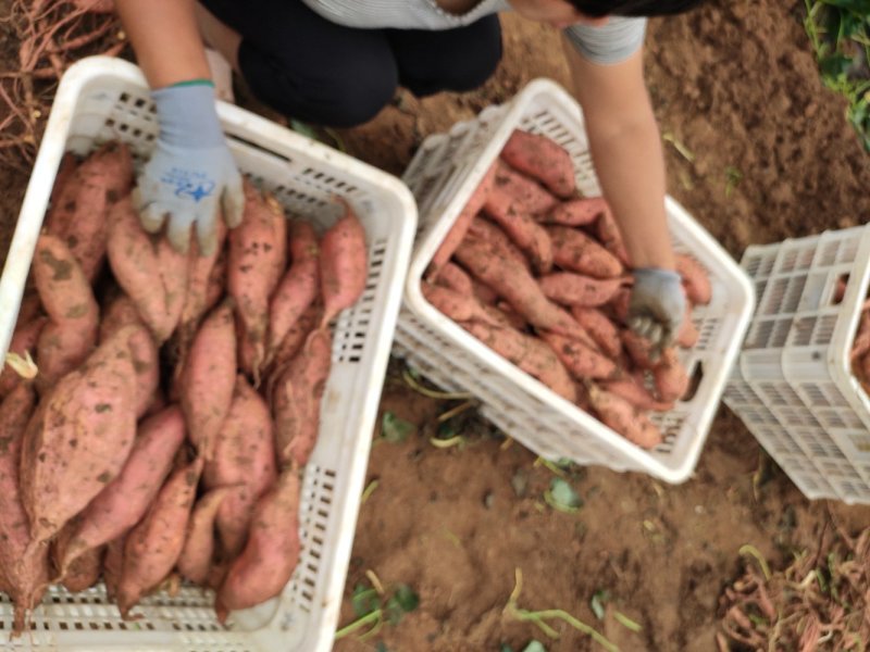 潍坊烟薯25农户自产自销高岭沙土地种植蜜薯