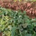 潍坊烟薯25农户自产自销高岭沙土地种植蜜薯