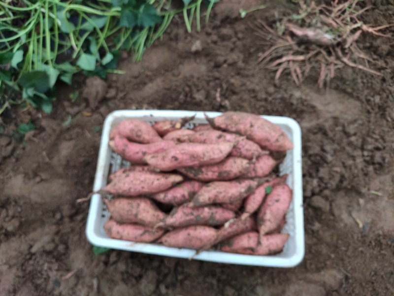 潍坊烟薯25农户自产自销高岭沙土地种植蜜薯