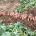 潍坊烟薯25农户自产自销高岭沙土地种植蜜薯