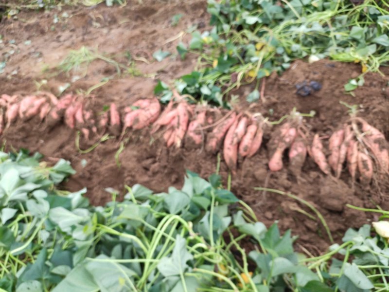 潍坊烟薯25农户自产自销高岭沙土地种植蜜薯
