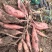 潍坊烟薯25农户自产自销高岭沙土地种植蜜薯