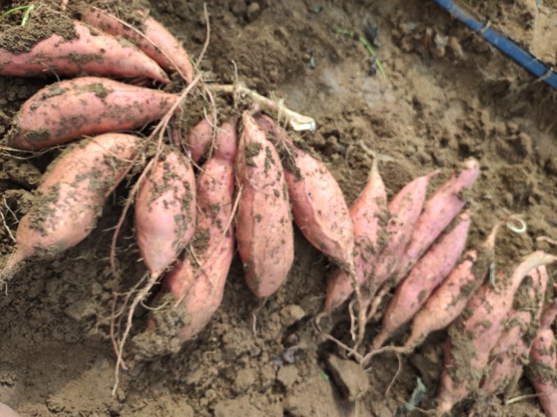 潍坊烟薯25农户自产自销高岭沙土地种植蜜薯