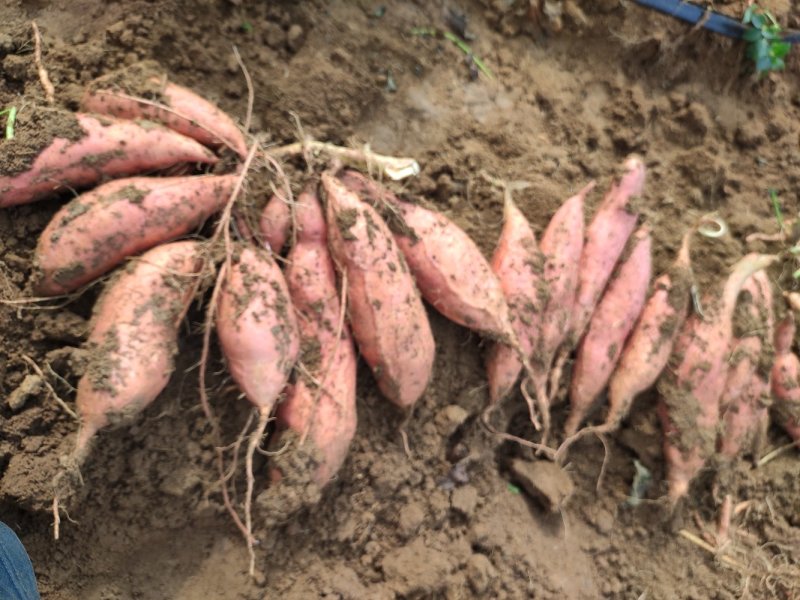 潍坊烟薯25农户自产自销高岭沙土地种植蜜薯