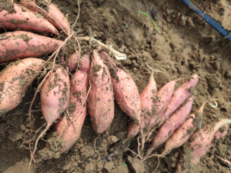 潍坊烟薯25农户自产自销高岭沙土地种植蜜薯