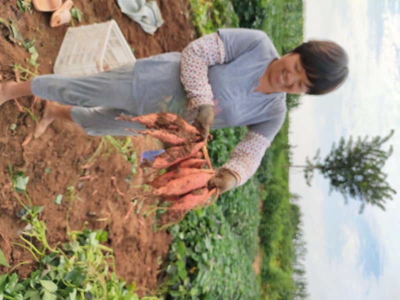 潍坊烟薯25农户自产自销高岭沙土地种植蜜薯
