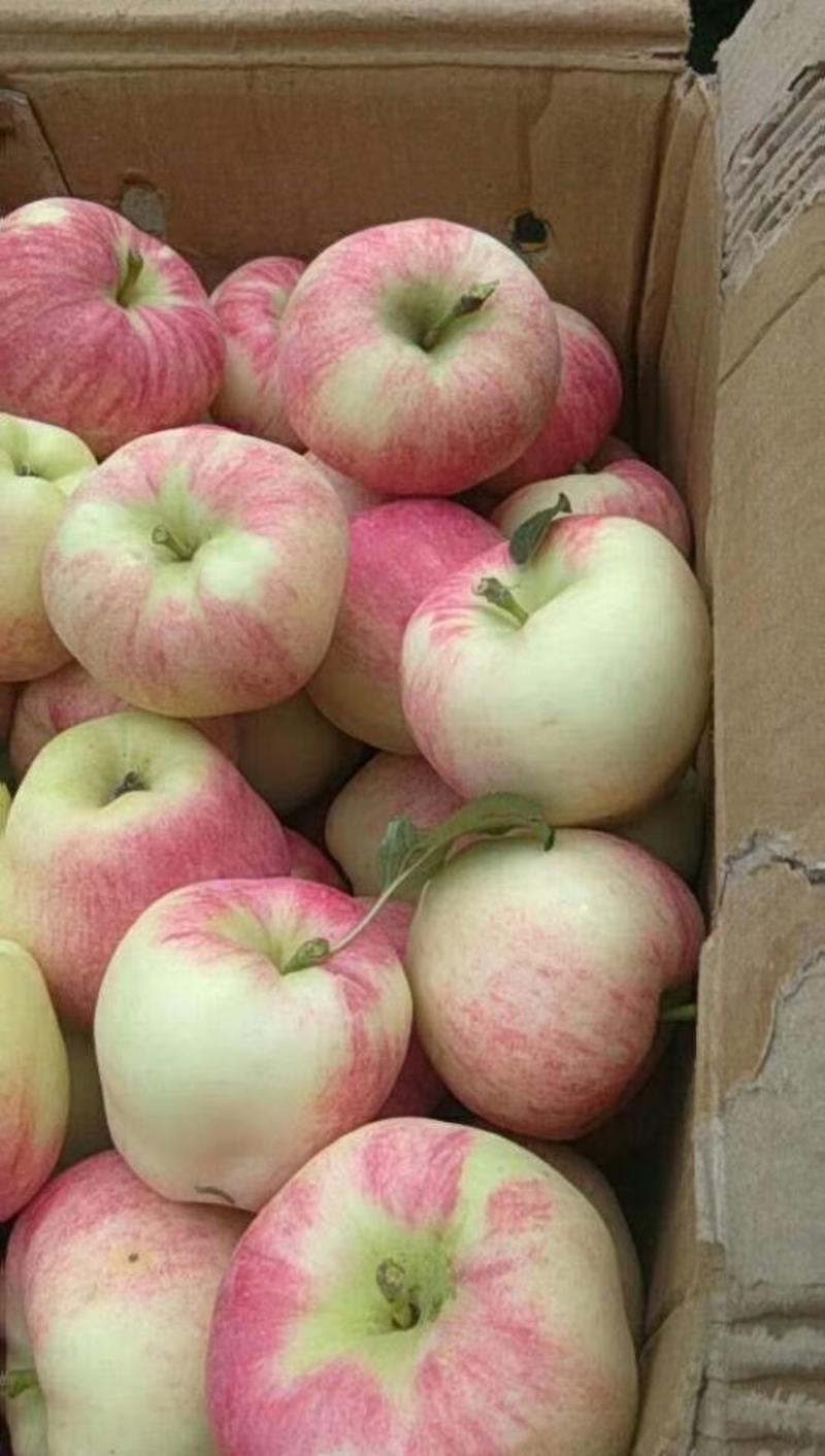 青龙满族自治县早熟莫里斯苹果，以大量上市。