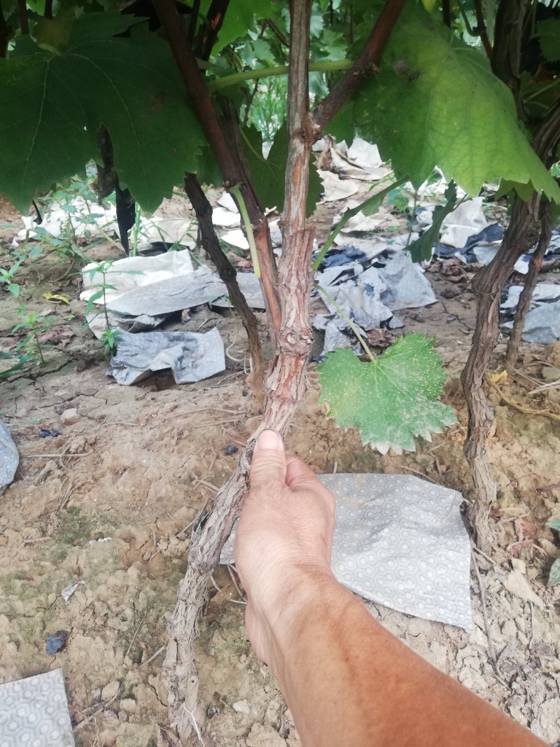 占地葡萄树，葡萄苗，可视频看树，一手货源，苗圃直发。