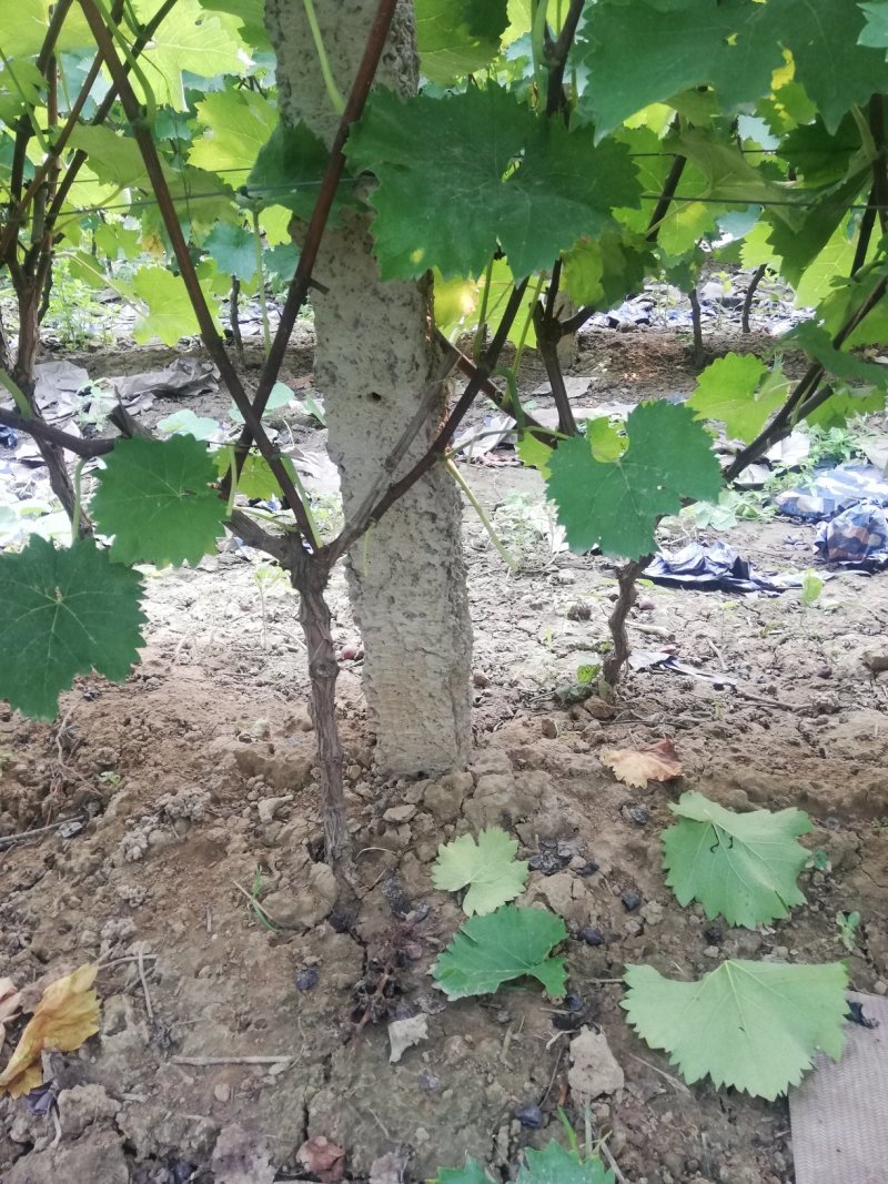 占地葡萄树，葡萄苗，可视频看树，一手货源，苗圃直发。