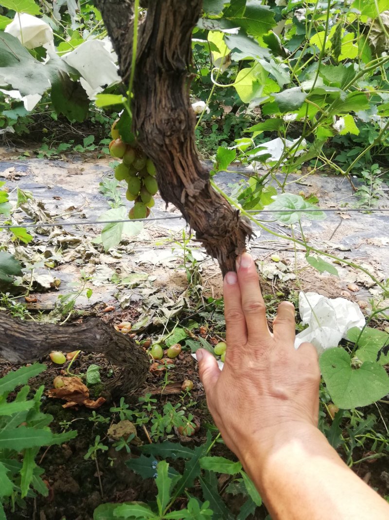 占地葡萄树，葡萄苗，可视频看树，一手货源，苗圃直发。