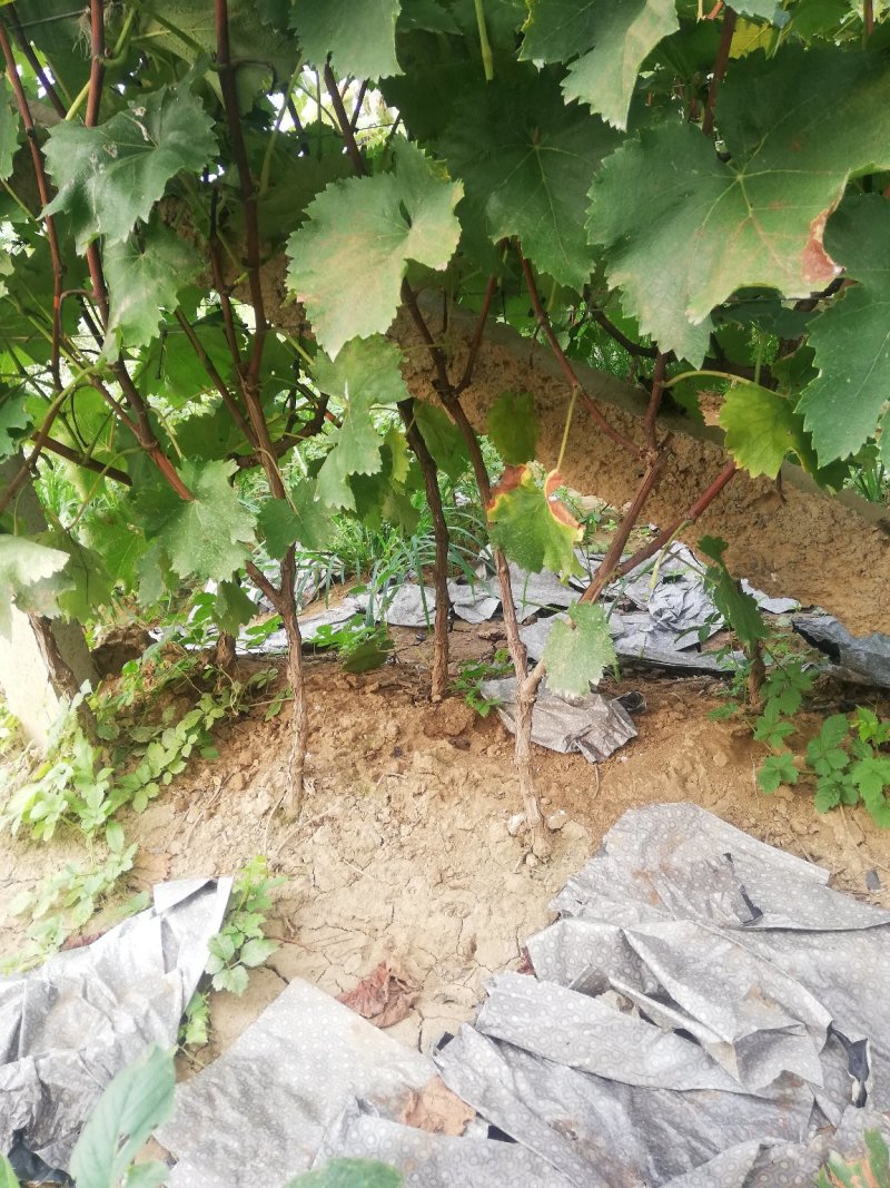 占地葡萄树，葡萄苗，可视频看树，一手货源，苗圃直发。