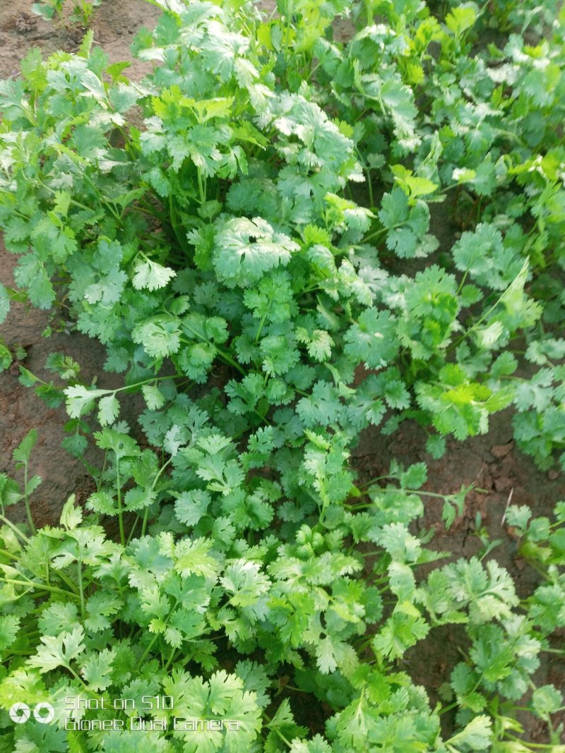 香菜