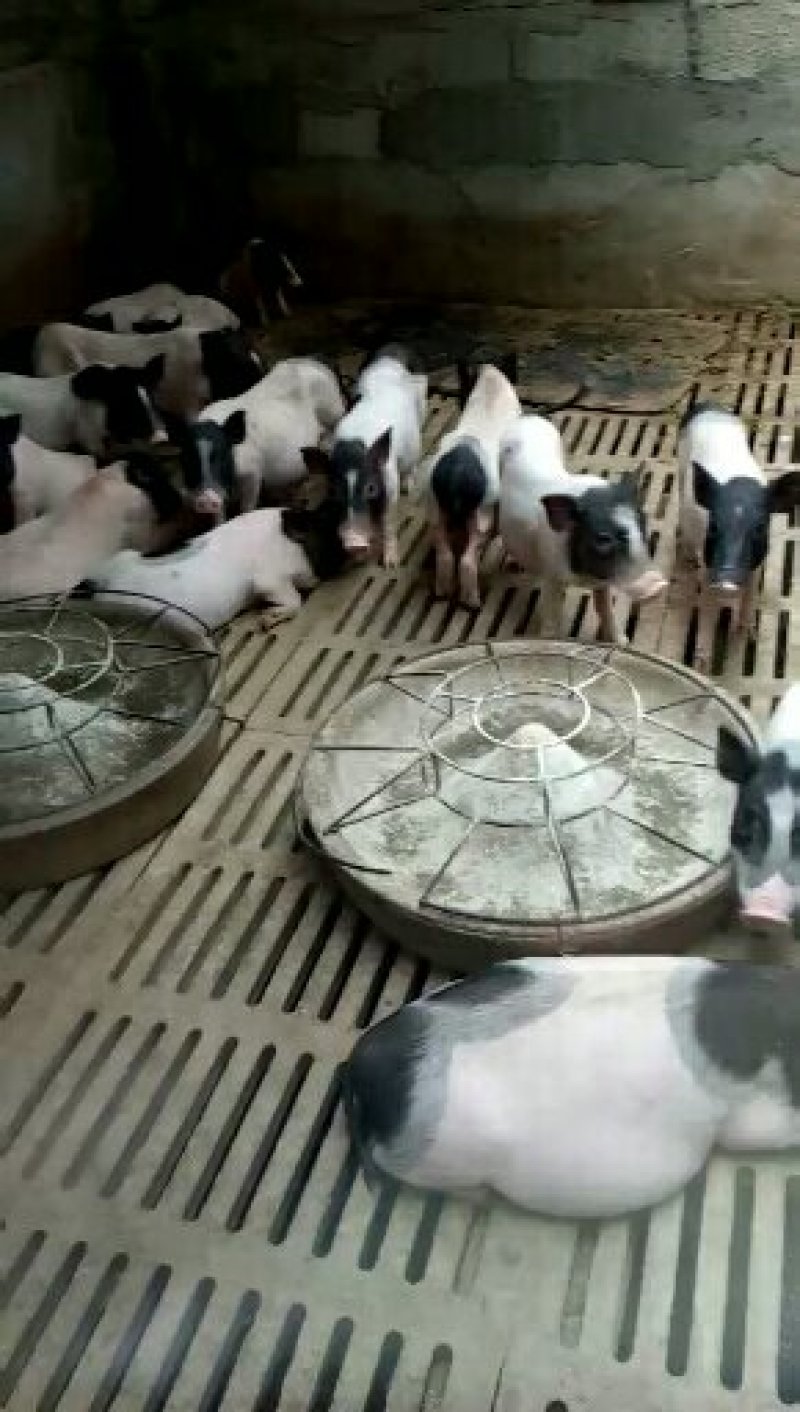 巴马香猪价格，巴马香猪多少钱，哪里卖巴马香猪！