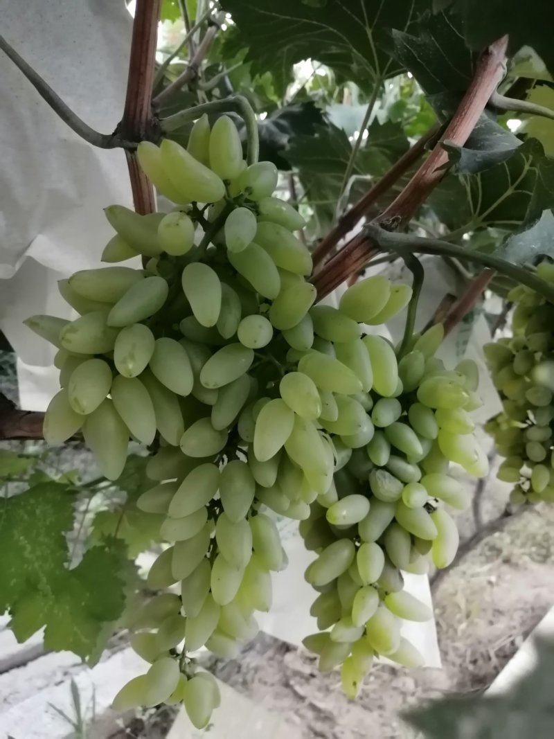 金手指葡萄上市了