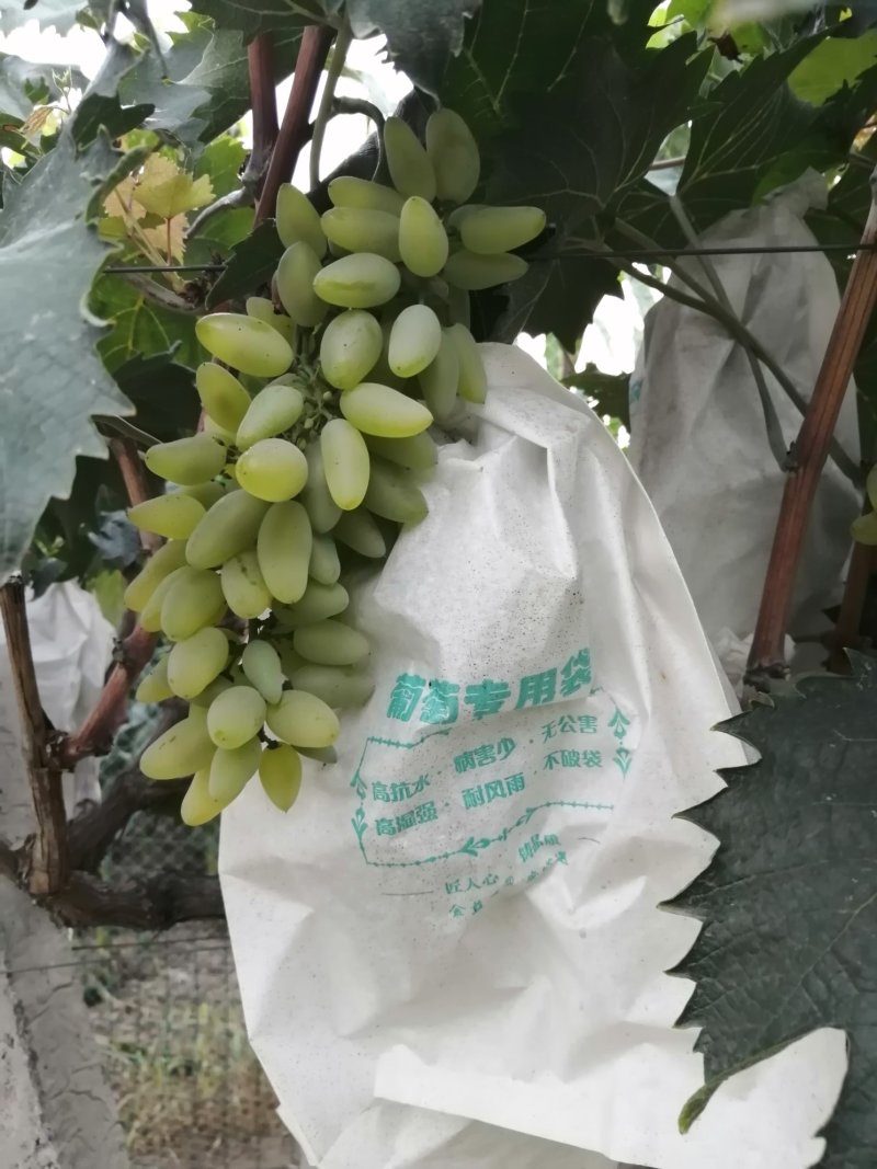 金手指葡萄上市了
