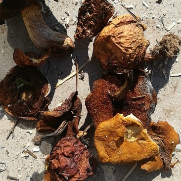 大量松蘑干自然干