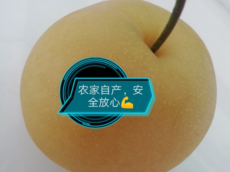 河北省邢台南宫的沙地丰水梨