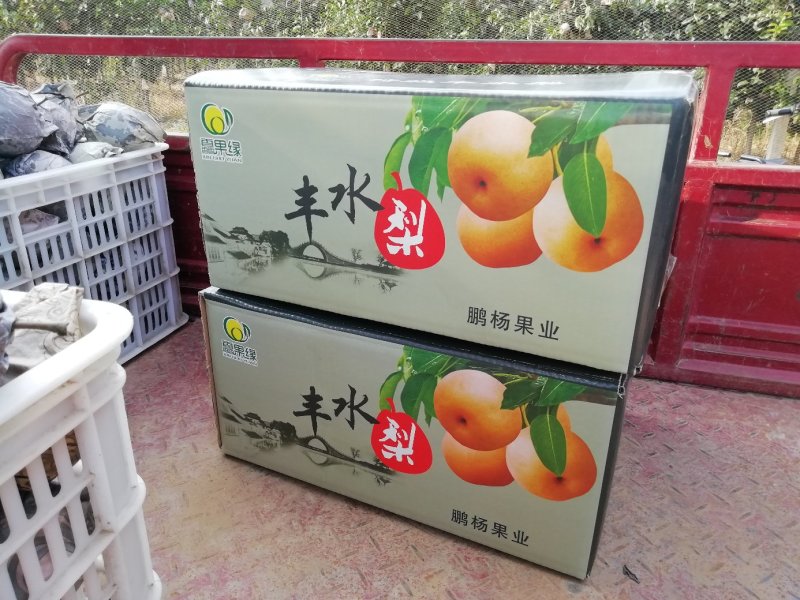 河北省邢台南宫的沙地丰水梨