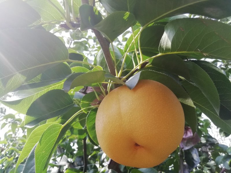 河北省邢台南宫的沙地丰水梨