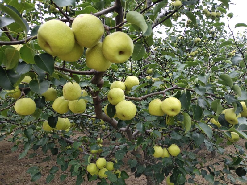 宁陵酥梨大量新鲜上市