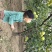 宁陵酥梨大量新鲜上市