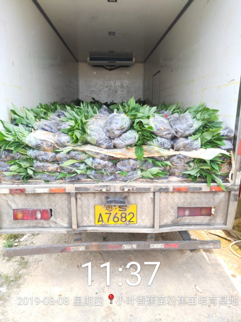 广西南宁西乡塘区香蕉杯苗粉蕉杯苗红香蕉杯苗基地常年供应