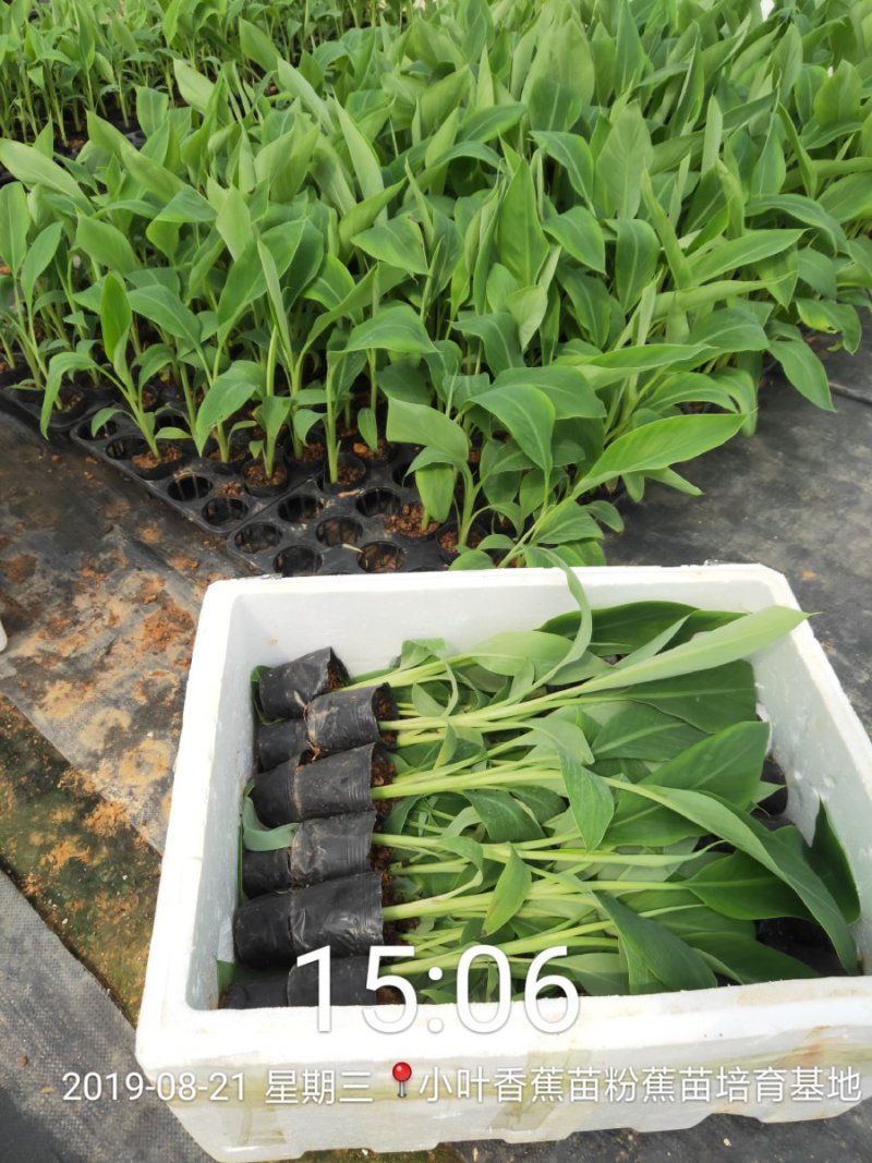 广西南宁西乡塘区香蕉杯苗粉蕉杯苗红香蕉杯苗基地常年供应