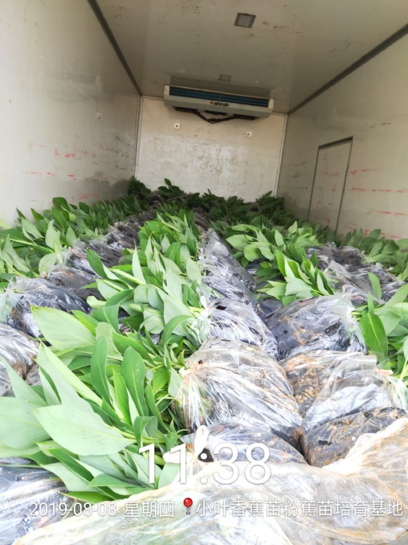 广西南宁西乡塘区香蕉杯苗粉蕉杯苗红香蕉杯苗基地常年供应