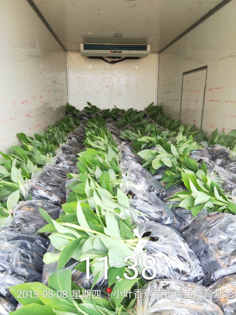 广西南宁西乡塘区香蕉杯苗粉蕉杯苗红香蕉杯苗基地常年供应