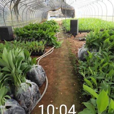 广西南宁西乡塘区香蕉杯苗粉蕉杯苗红香蕉杯苗基地常年供应