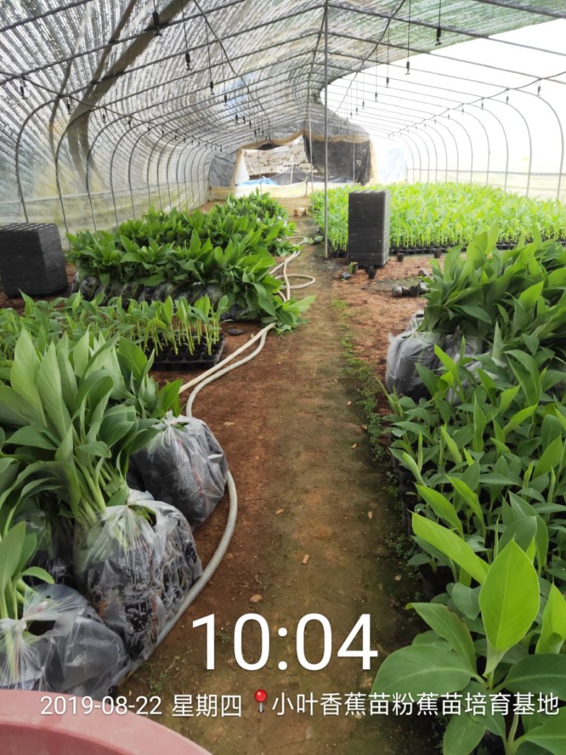 广西南宁西乡塘区香蕉杯苗粉蕉杯苗红香蕉杯苗基地常年供应