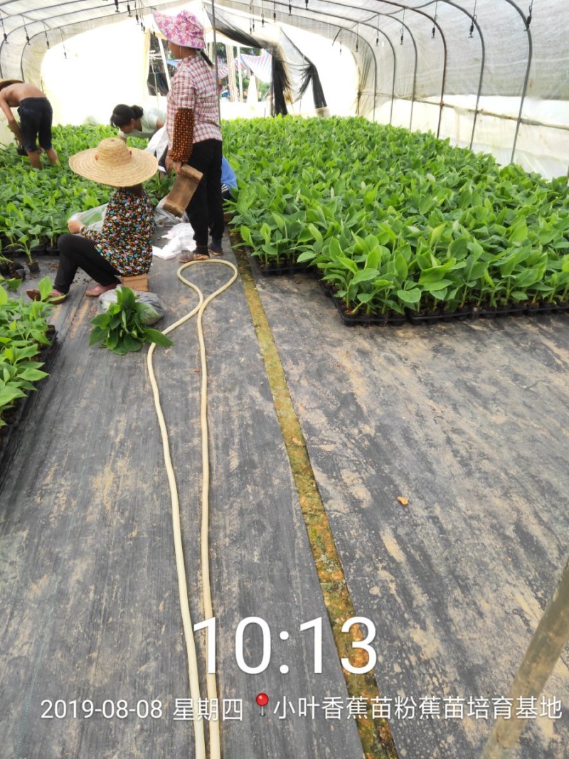 广西南宁西乡塘区香蕉杯苗粉蕉杯苗红香蕉杯苗基地常年供应