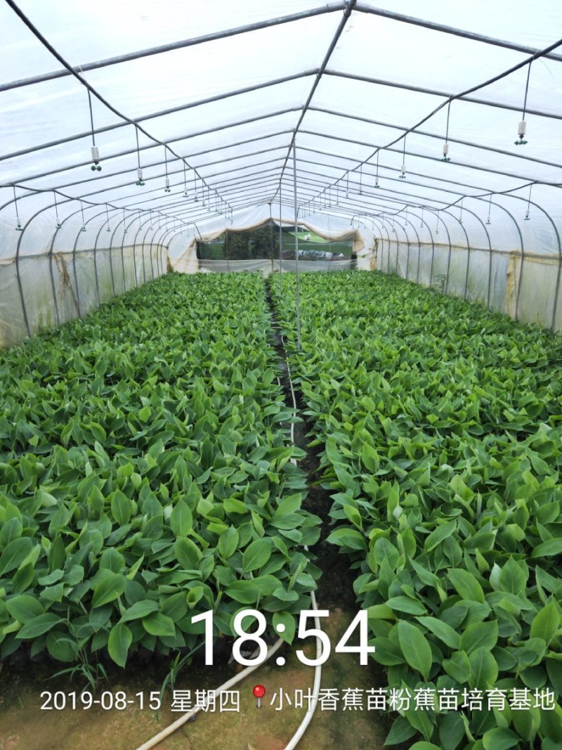 广西南宁西乡塘区香蕉杯苗粉蕉杯苗红香蕉杯苗基地常年供应