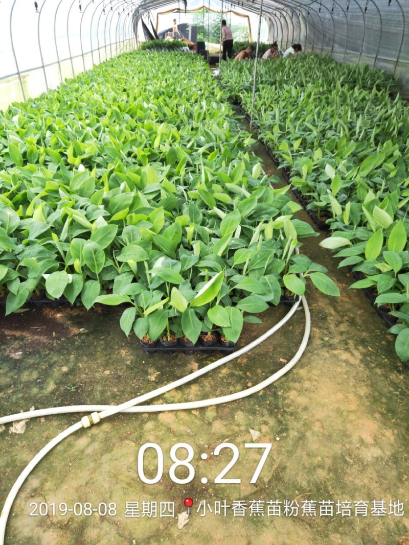 广西南宁西乡塘区香蕉杯苗粉蕉杯苗红香蕉杯苗基地常年供应