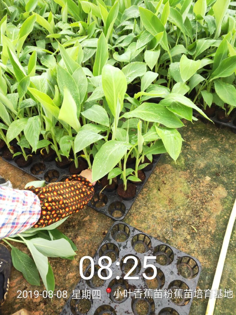 广西南宁西乡塘区香蕉杯苗粉蕉杯苗红香蕉杯苗基地常年供应
