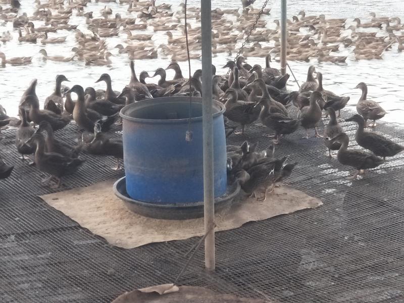 飞天水鸭母野鸭水库养殖，支持视频看货，支持线上保障交易。