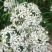 韭菜花韭菜花大量上市新鲜没干尖韭菜花大量上市