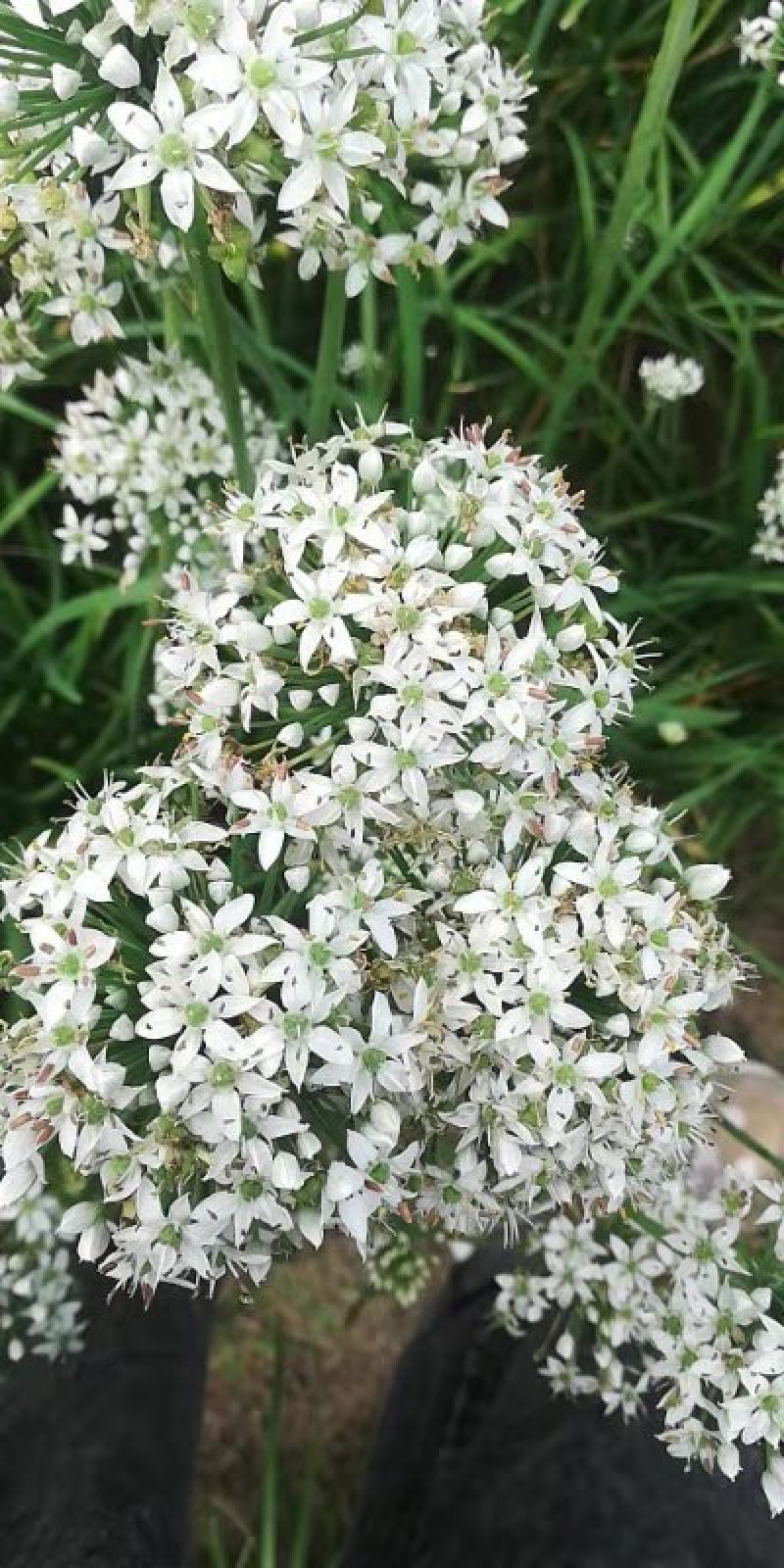 韭菜花韭菜花大量上市新鲜没干尖韭菜花大量上市