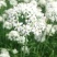 韭菜花韭菜花大量上市新鲜没干尖韭菜花大量上市