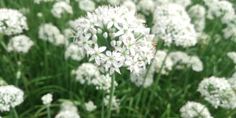 韭菜花韭菜花大量上市新鲜没干尖韭菜花大量上市
