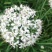 韭菜花韭菜花大量上市新鲜没干尖韭菜花大量上市